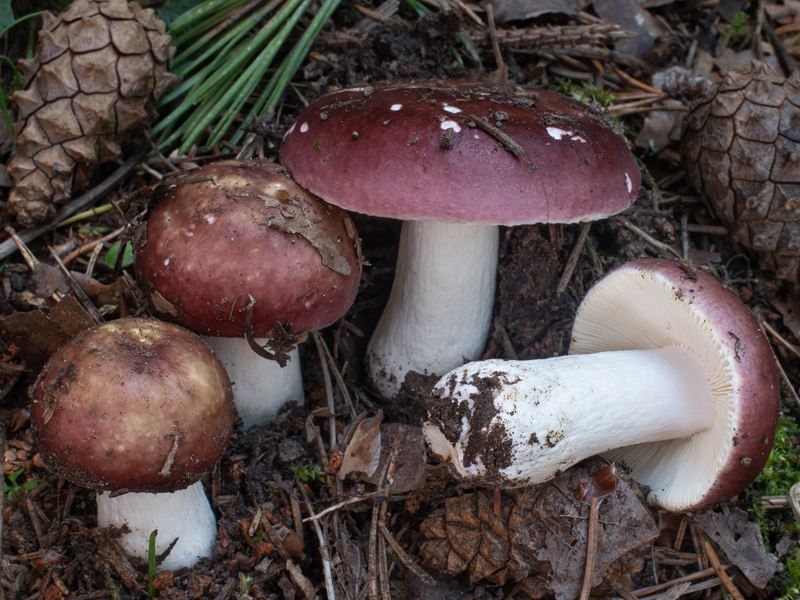 Russula integra